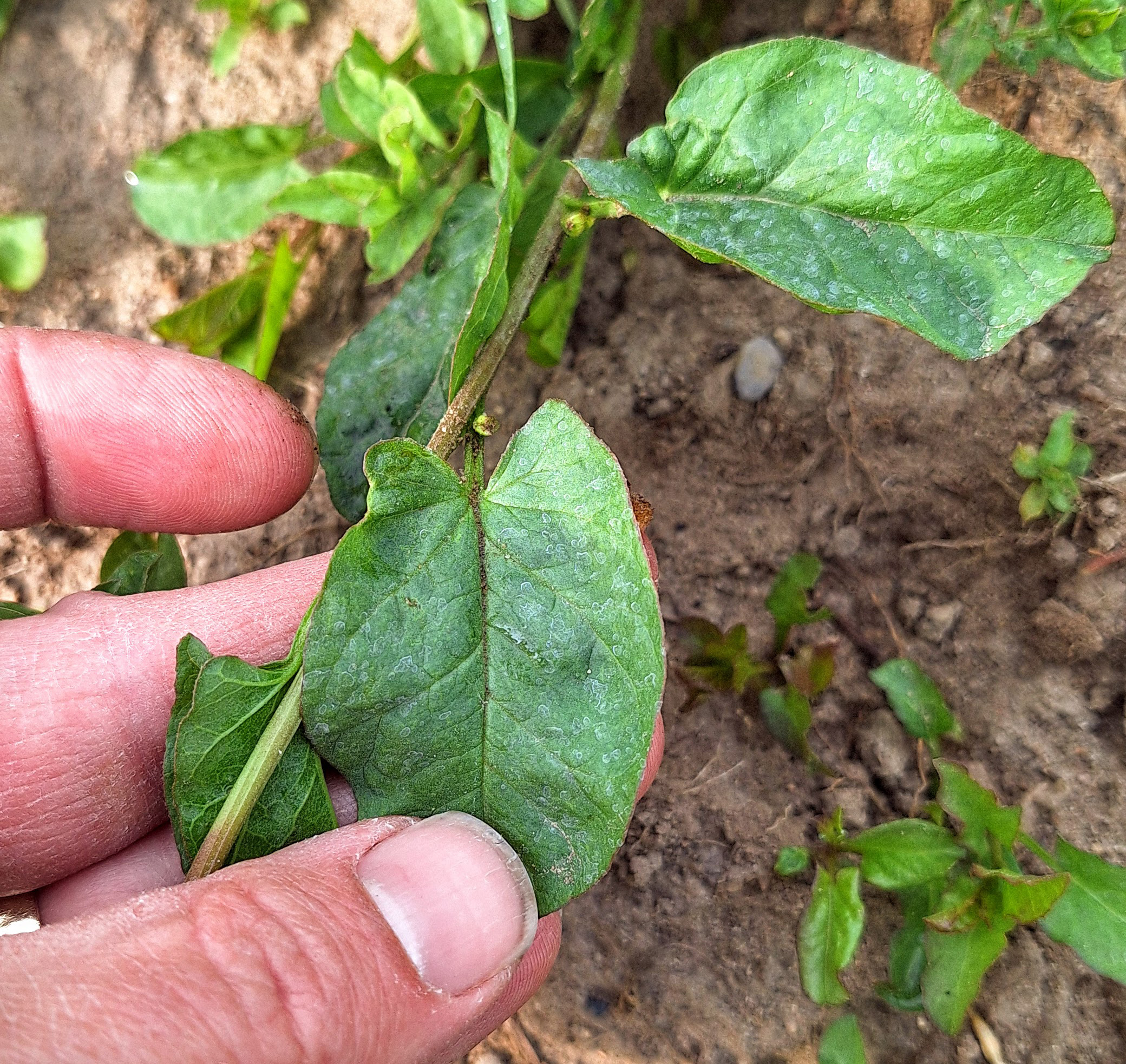 Field bindweed.